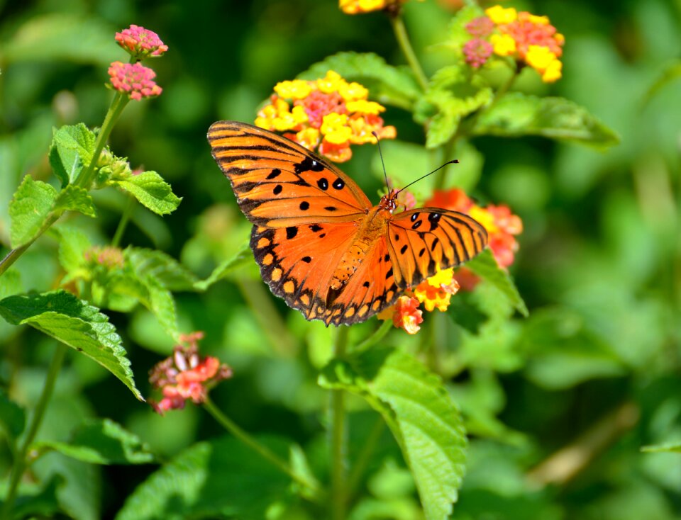 Wings orange garden