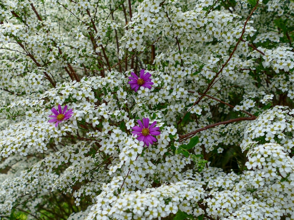Bush garden planting flowers purple