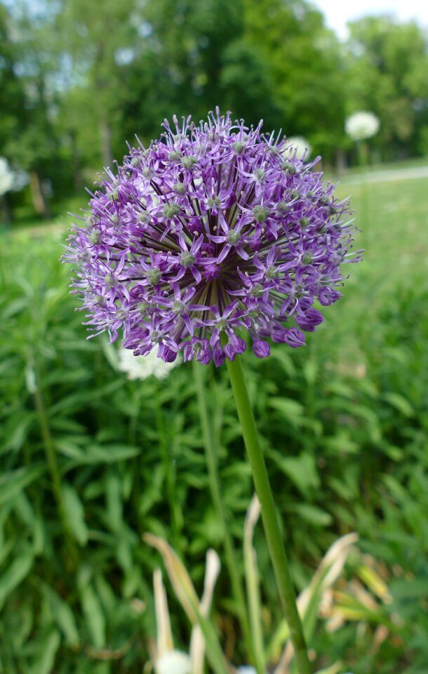 Zierlauch greenhouse purple filigree