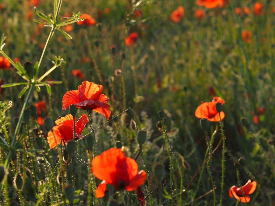 Mohngewaechs red poppy red