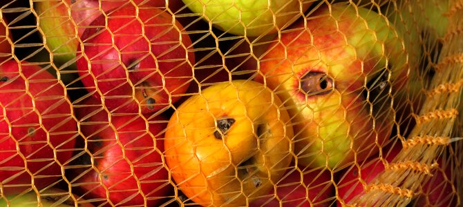 Apple orchard kernobstgewaechs photo