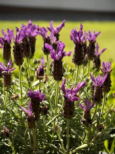 Bee in flight lavender