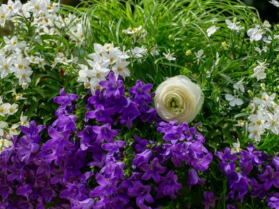 Flowers purple white