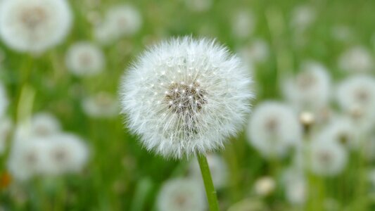 Faded white filigree