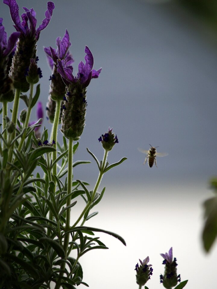 Bee in flight lavender