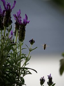 Bee in flight lavender