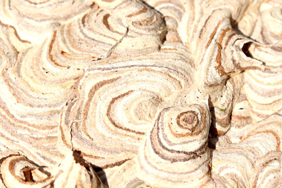 Pattern grain insect