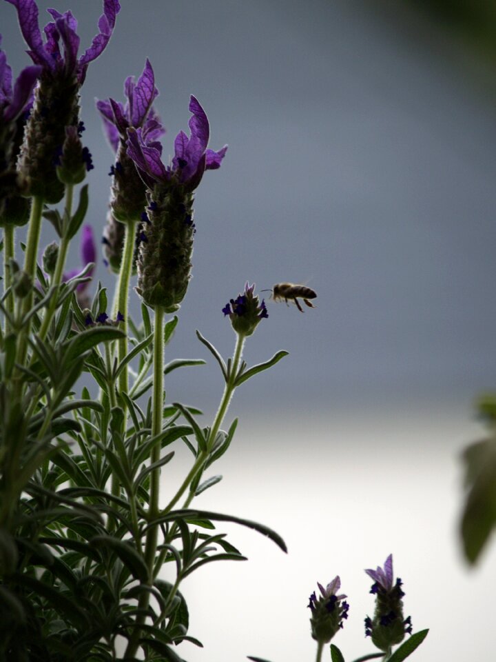 Bee in flight lavender