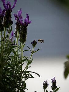 Bee in flight lavender