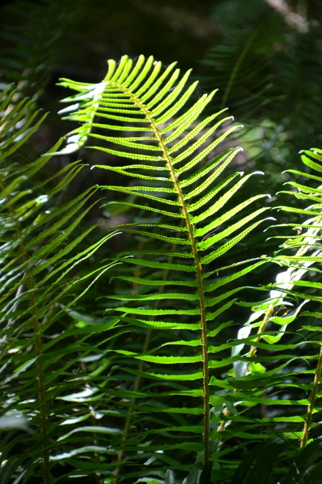 Nature plant leaf