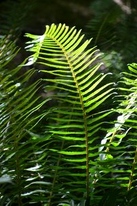 Nature plant leaf