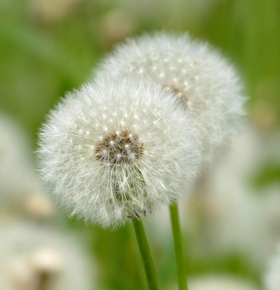 Filigree pointed flower white