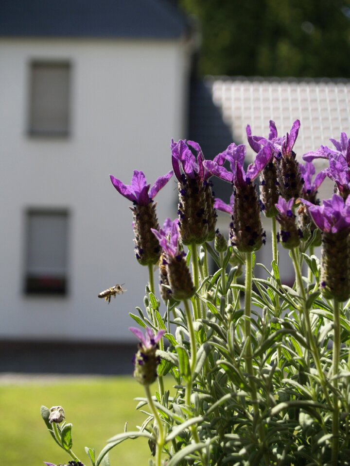 Bee in flight lavender