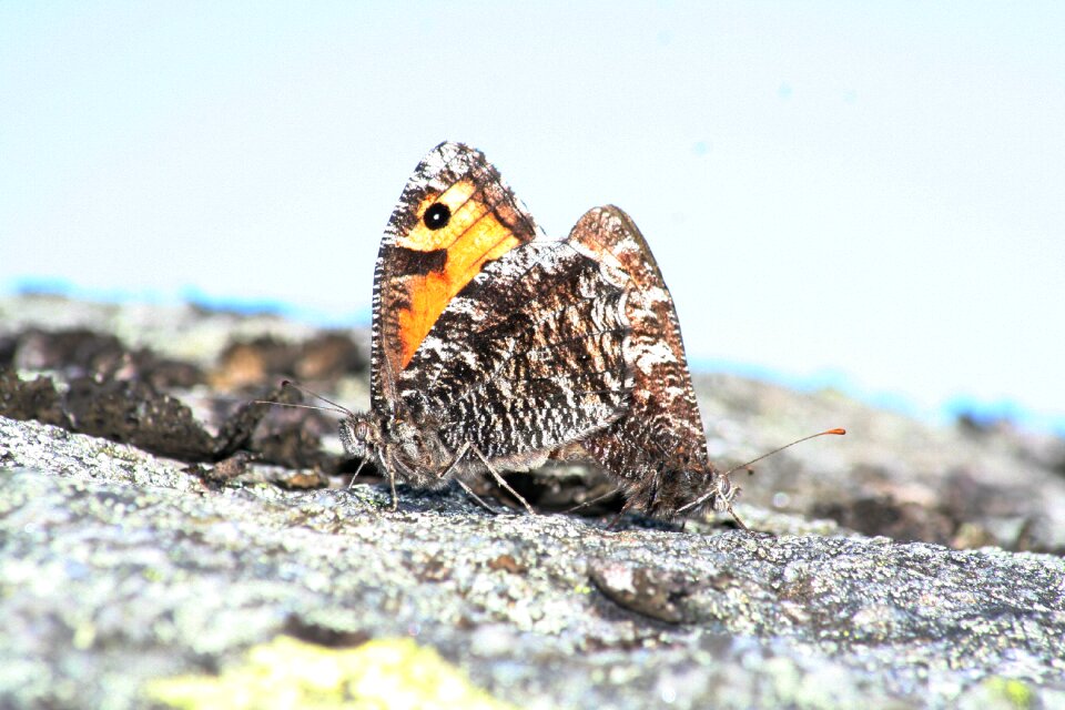 Butterflies insect norway