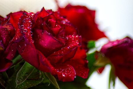 Joy love blossom