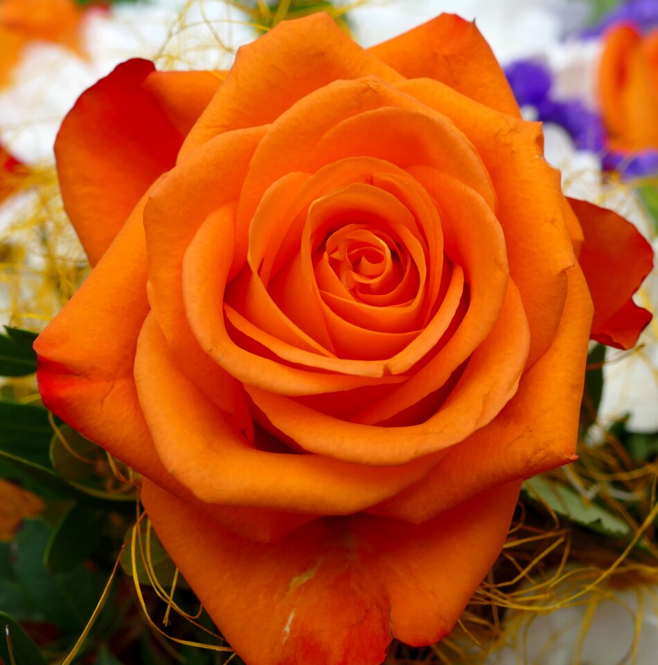 Rose orange blossom Free photos