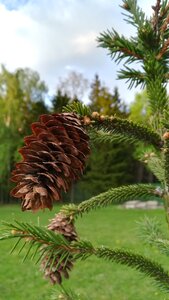 Forest sky coniferous photo