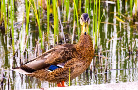 Nature winged beak