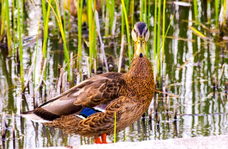 Nature winged beak photo