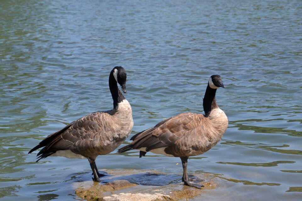 Nature bird lake