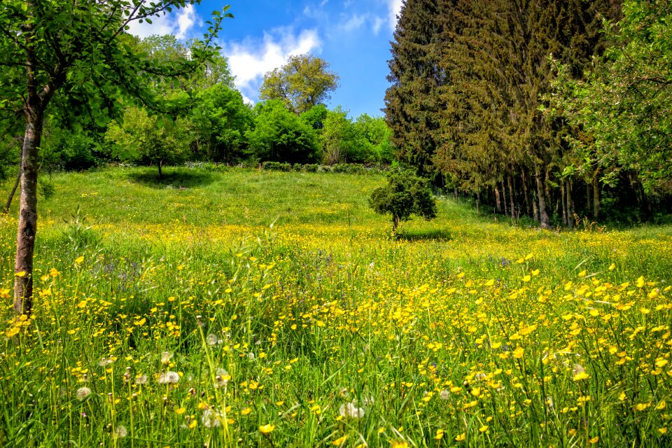 Nature plant landscape