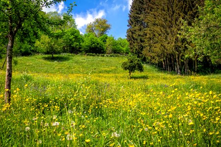 Nature plant landscape