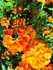 Yellow-brown flowers fragrant bright