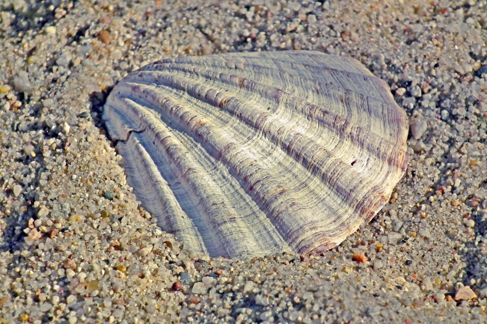 Ocean nature the coast