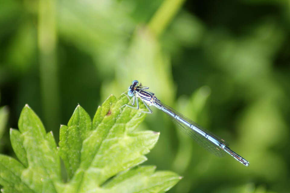 Insect blue dragonfly green