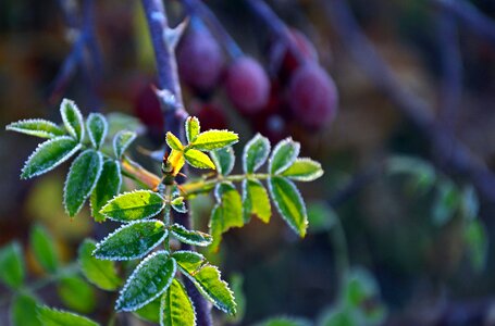 Rose drive wild drive ripe