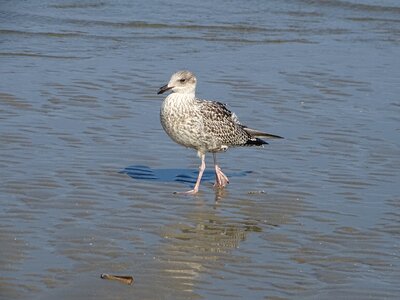 Sea nature beach photo