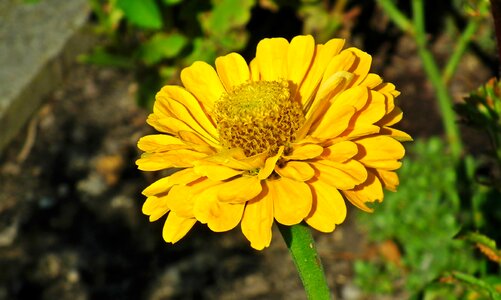 Garden nature macro photo