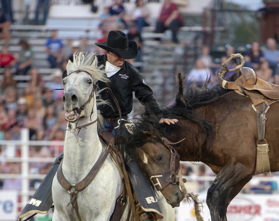 Animal western riding