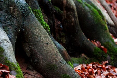 Leaf moss autumn