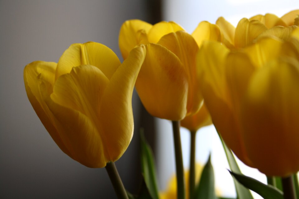 Spring yellow bloom