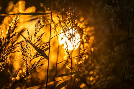 Light backlighting reed
