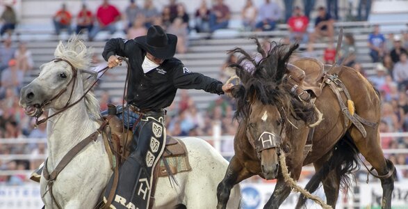 Western animal riding