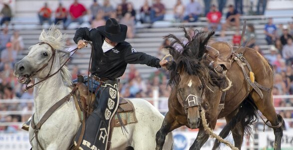 Western animal riding photo