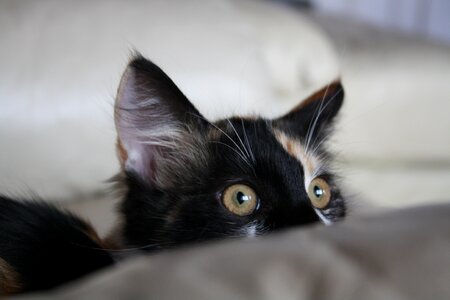Kitty hunter kitten