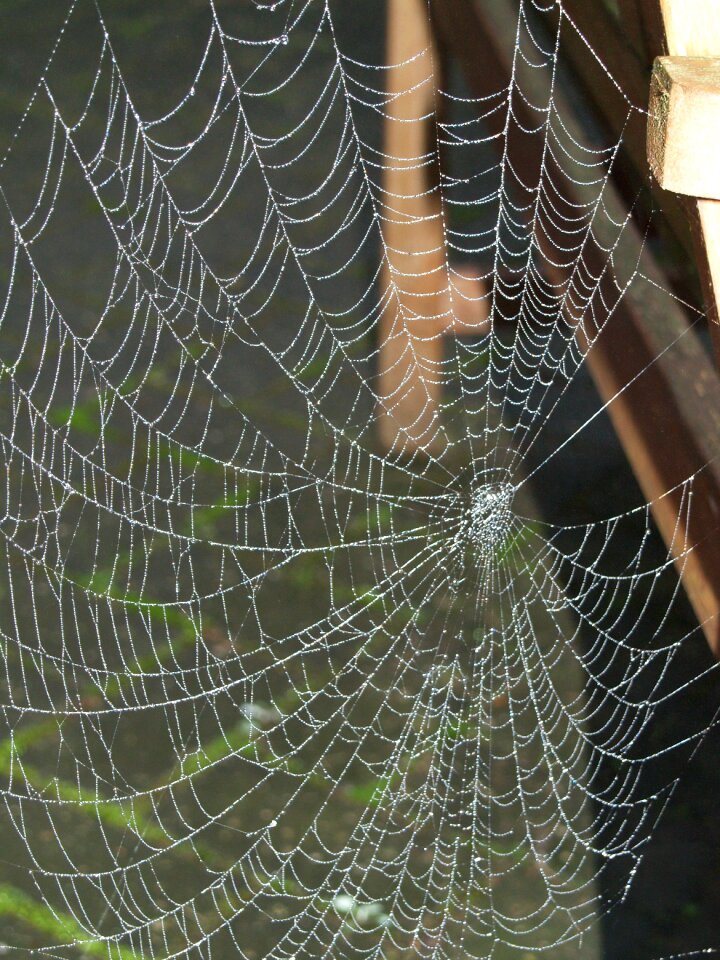 Dew spiderweb dewdrop