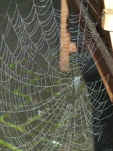 Dew spiderweb dewdrop