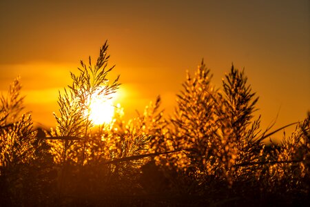 Light backlighting reed