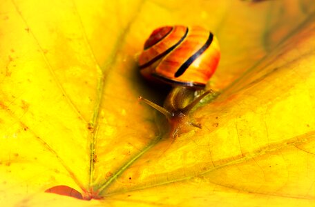 Leaf autumn seasons of the year