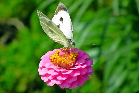 Flower pink blooming photo