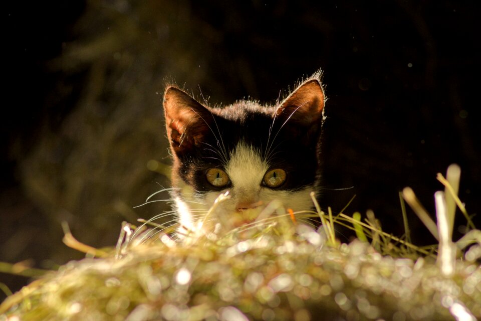 Cat face eyes cat's eyes