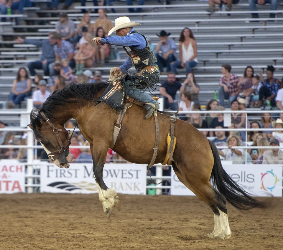 Animal cowboy western