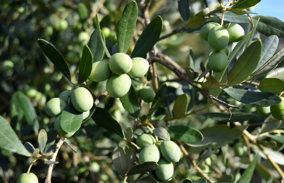 Food olive grove oil