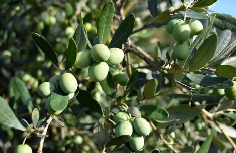 Food olive grove oil photo