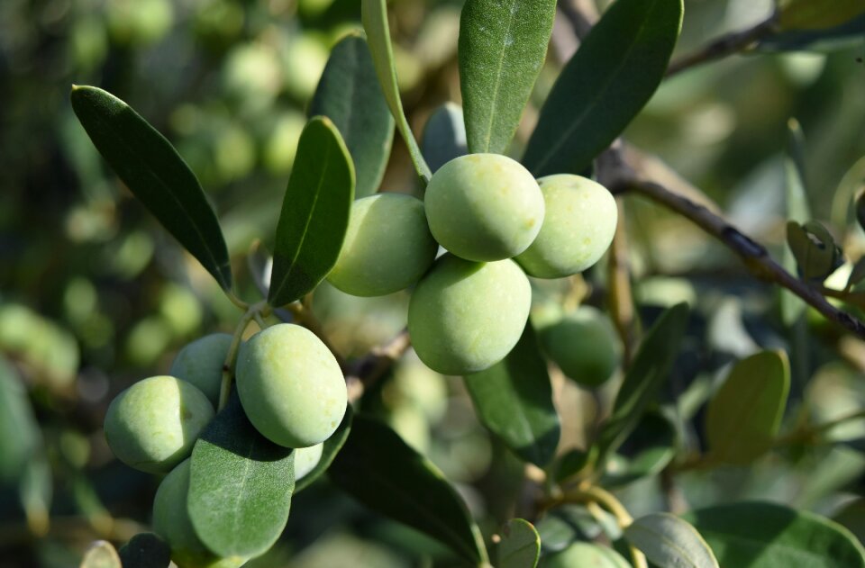 Mediterranean alimentari food