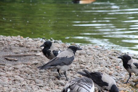 Hooded crow birds nature photo